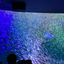 30周年らしいよ、名古屋港水族館