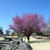 伊勢崎市民の森公園　河津桜咲き初め