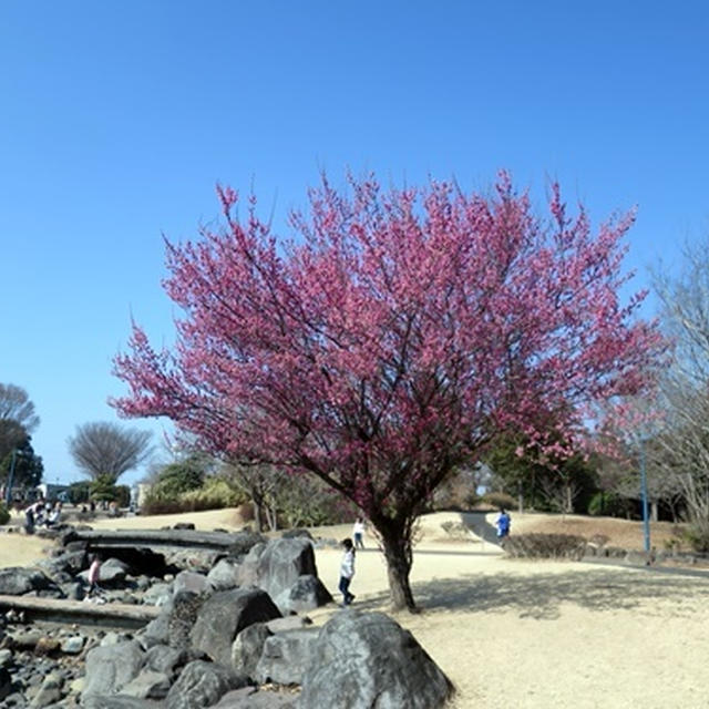 伊勢崎市民の森公園　河津桜咲き初め