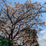 西宇治公園の遅咲き桜