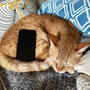 iPhone台トラ