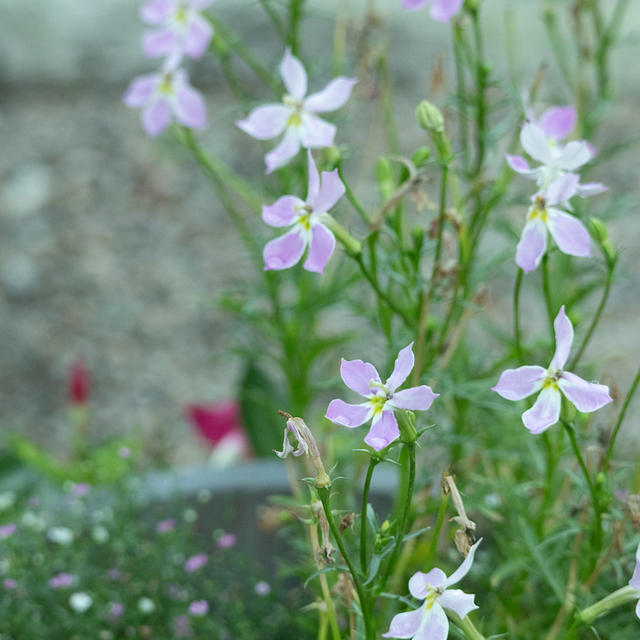 比べて見れば。同じお花でもこれだけ違う