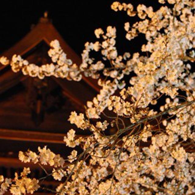 2012夜桜