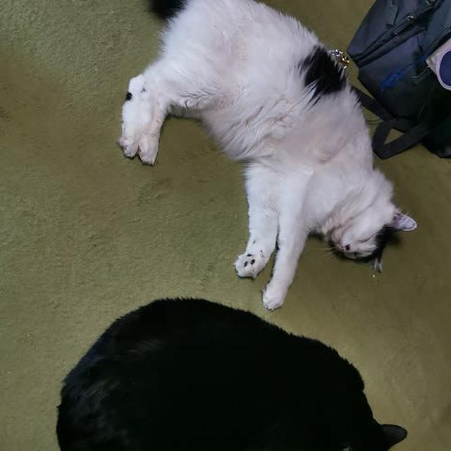 外が静かになったらお昼寝だよねっ！