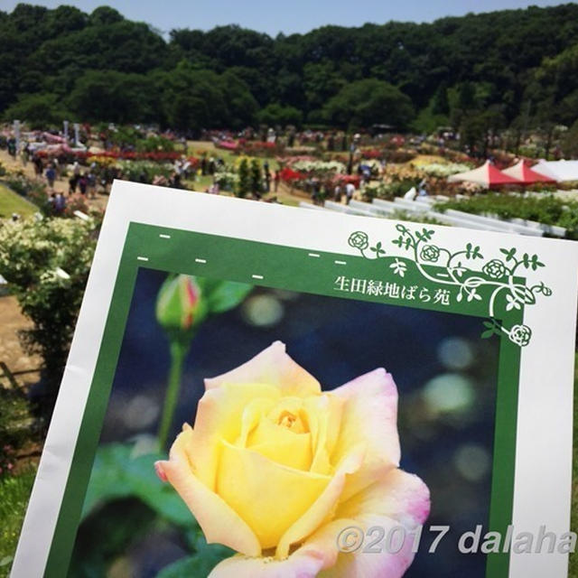 生田緑地ばら苑 2017年春 好天に恵まれ散策日和