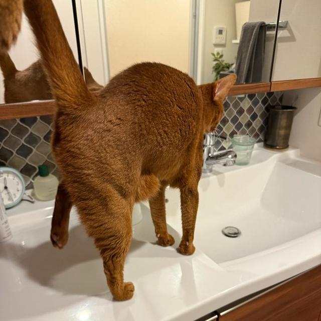 チョロリのお水が欲しいひめちゃんの、後ろ足上げ