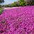 ■お散歩【満開！！座間・座架依橋下河川敷の芝桜】