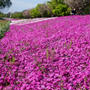 ■お散歩【満開！！座間・座架依橋下河川敷の芝桜】