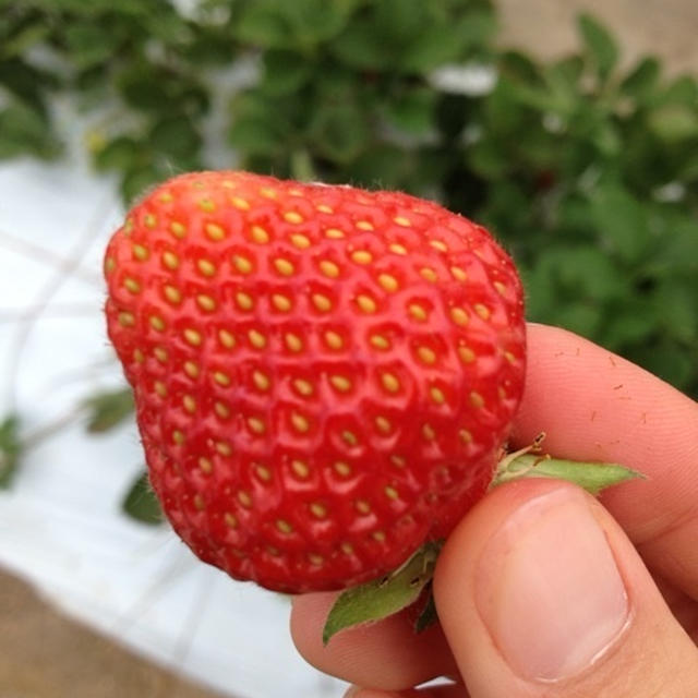 イチゴ狩り