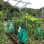 今週の収穫野菜（9月下旬）☆寂しい屋上菜園