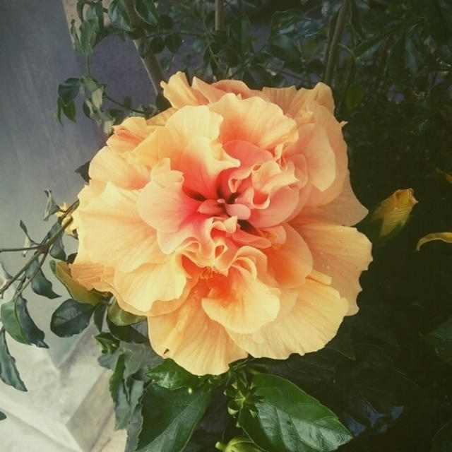 (；´艸｀)ぁぁぁ大失敗…今日は駄目だわ(T_T)