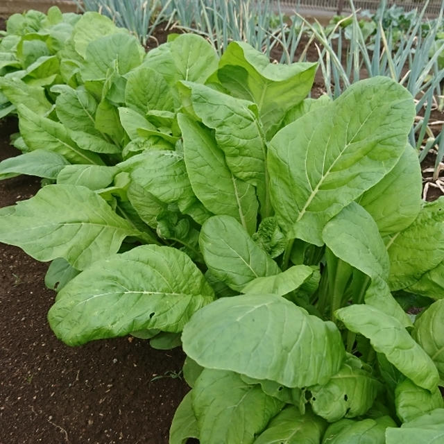 おいしい野菜ができました！