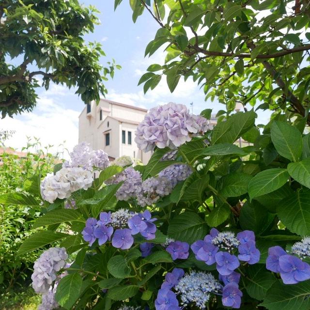 花のみちの紫陽花#最近撮った写真は