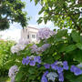花のみちの紫陽花#最近撮った写真は