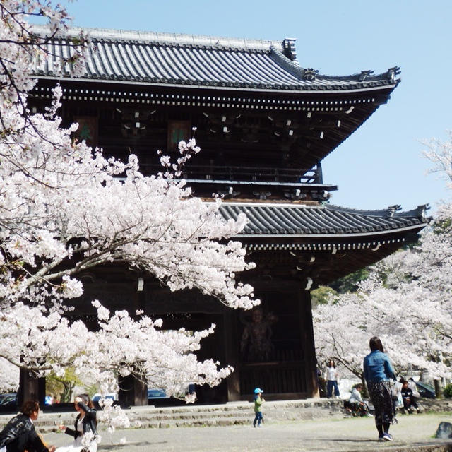 お花見
