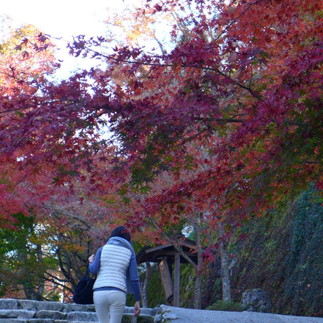 京都☆紅葉の旅 （大原三千院～宝泉院）
