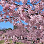 早咲きの桜と早春の花々