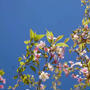 ヒマラヤザクラと空#最近撮った写真は
