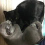 【小梅・さくら・桃之介通信】２度目の猫団子 / 寂しい見送り