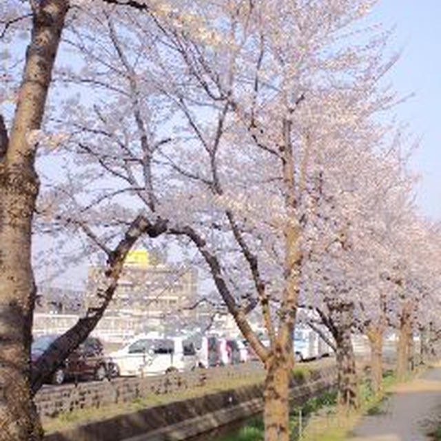 お花見とイチゴ大福☆