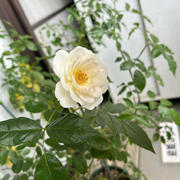 ベランダの花