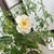 ベランダの花