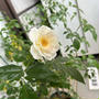ベランダの花