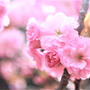 八重桜が満開です!!