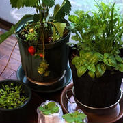■園芸【野菜の寄せ植え＆苺の寄せ植え作り・水耕栽培の紫蘇／試し掘りの新玉葱／育苗２種】