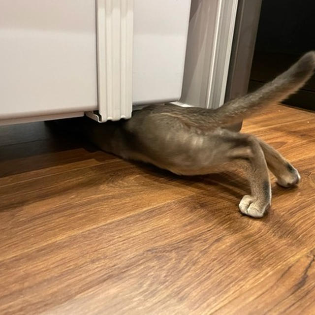 アホアホわかさま
