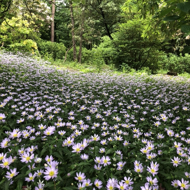赤城自然園　再訪