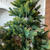 今年のクリスマスツリーは、観葉植物的な…