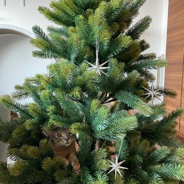 今年のクリスマスツリーは、観葉植物的な…
