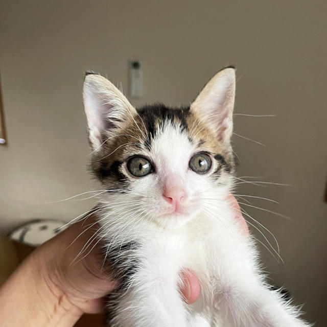 ぼくの名前は「てん」です 〜仔猫3にゃんず〜