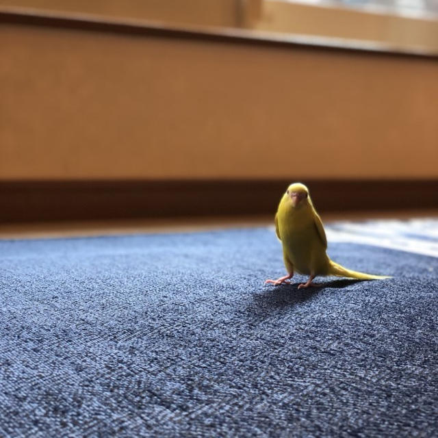 ひま&フグ(インコ)