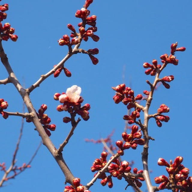 円山公園の桜はどうかな?