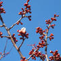 円山公園の桜はどうかな?