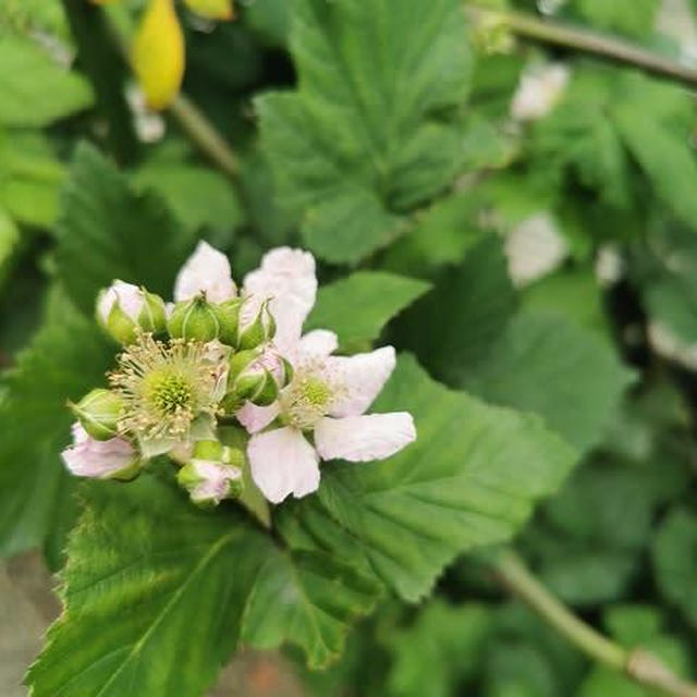 ブラックベリーの花 / 横浜市のワクチン予約
