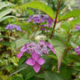 山あじさい藍姫2023、最近撮った写真#ameba写真部