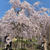 お花見日和 ♪