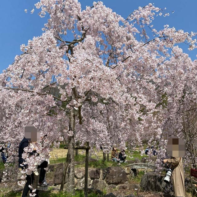 お花見日和 ♪