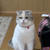ねこ