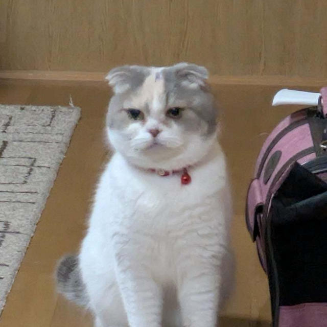 ねこ