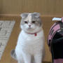 ねこ