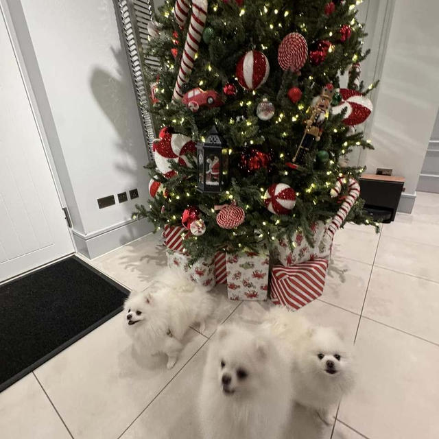 メリークリスマス２０２４⭐️（１）ポメちゃんと家族と笑顔あふれるクリスマスイヴ