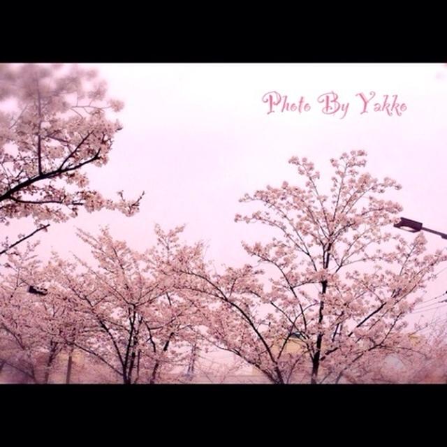 桜満開♪嵐の発表会