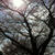 桜の空