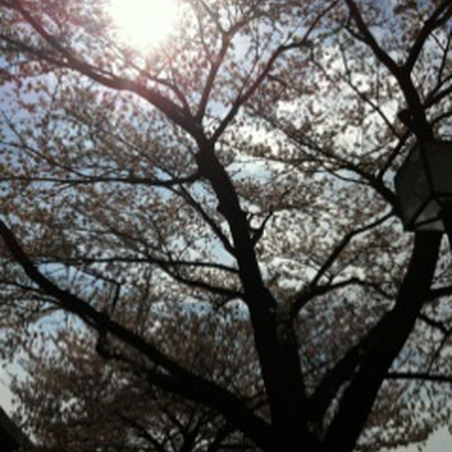桜の空
