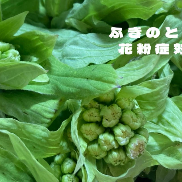 花粉症対策は今！