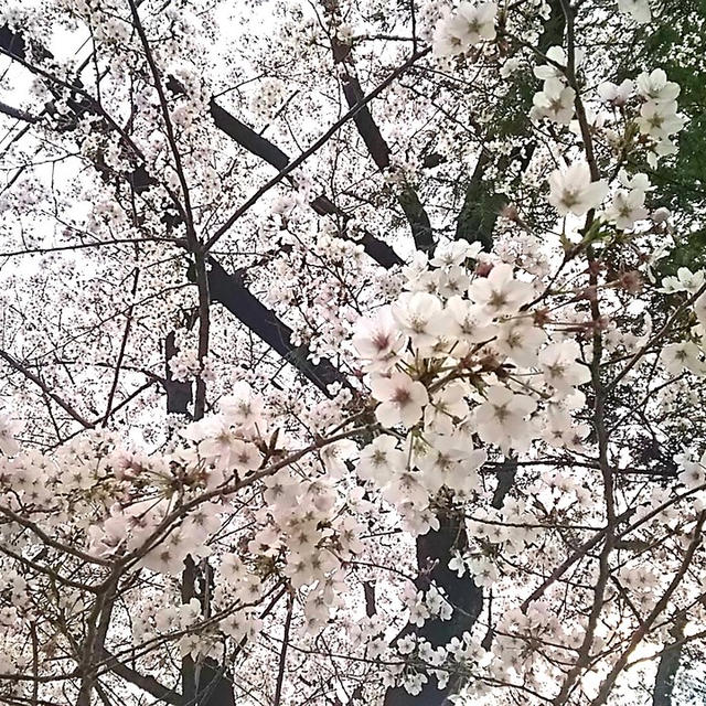☆桜満開☆